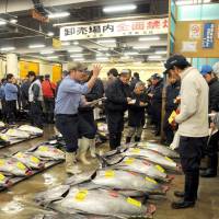 Buyers inspect tuna prior to an auction at Tsukiji fish market. | SATOKO KAWASAKI