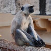 Male aggression: Yukimaru Sugiyama of Kyoto University was one of the first scientists to document infanticide in the wild, studying gray langurs in India. | THOMAS SCHOCH / WIKICOMMONS