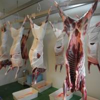 Hanging by a hook: Carcasses are wrapped in soft cotton to prevent the loss of moisture in Gibier no Sato\'s processing room. | NORIKO ABE