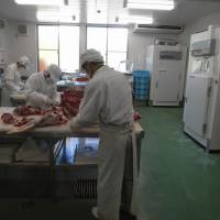 Fresh cut: Gibier no Sato employees process a deer that has been in cold storage for four days in the facility\'s final butchering and packing room. | NORIKO ABE