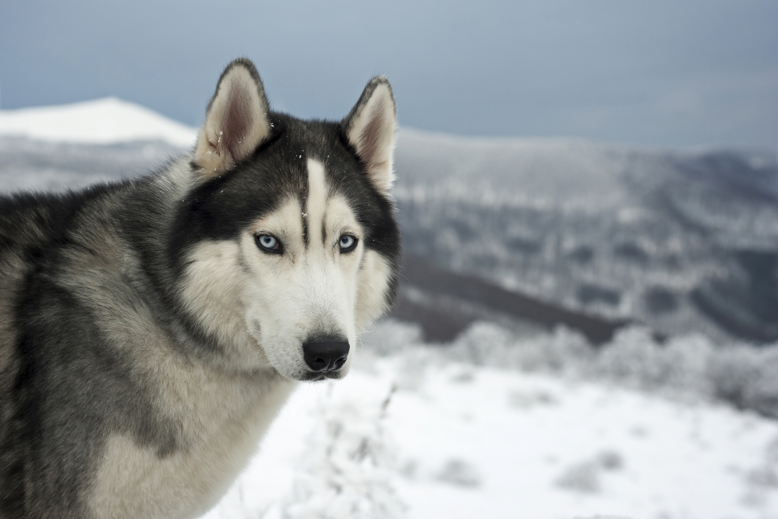 where do sled dogs live