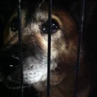 Culture clash: A dog named John looks out from his cage at SALA in a photo taken before he developed a terminal illness. A petition and website calling for the closure of the SALA shelter in Fuchu, Tokyo, has been set up. Proponents of closure claim there are too many dogs for the size of the shelter, efforts to re-home animals are insufficient and that SALA artificially prolongs the lives of dogs with terminal illnesses. | JIM FUJII