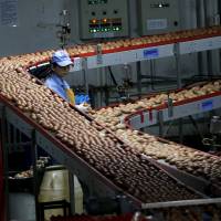 A worker stands next to a conveyor belt carrying eggs to be packaged at Deqingyuan chicken farm in September. | REUTERS