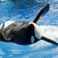 This March 30, 2010, file photo shows orca Tilikum as it appears during its performance in its show \"Believe\" at Sea World in Orlando, | GERARDO MORA / GETTY IMAGES / AFP-JIJI