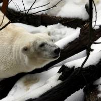Tania, a 16 year-old polar bear, rests on a snow-capped rock at the Artis zoo in Amsterdam in this file photo. | REUTERS