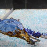 A rare blue-colored crab is put on display at Umitamago aquarium in Oita. | KYODO