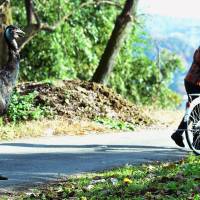 A woman encounters an escaped emu on Tuesday in the city of Takasaki, Gunma Prefecture. | COURTESY OF JOMO SHINBUN/KYODO