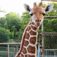 This giraffe born September at a zoo in Shizuoka Prefecture was named Goromaru after Japanese rugby star Ayumu Goromaru. | HAMAMATSU ZOOLOGICAL GARDENS/KYODO