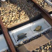 Turtles are seen in a concrete ditch built under railway tracks in Kobe during an experiment last November aimed at preventing them from being squashed beteween track switches. | WEST JAPAN RAILWAY CO./KYODO