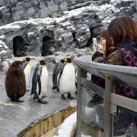 Penguins appear to pose for photos Wednesday at Asahiyama Zoo in Asahikawa, Hokkaido, after a snowfall. Four species of penguin are on display, the zoo\'s website says, including the king penguin and the rockhopper penguin. It says the latter does not enjoy the cold. | KYODO
