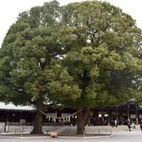 These two sacred trees are known as the \"husband and wife\" trees. It is believed that there is a line of power between them and the Main Hall. | MIINA YAMADA