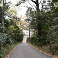 Want to escape the concrete jungle of Tokyo? Head to the actual forest of Meiji Shrine and Yoyogi Park, a welcome oasis in the capital. | MIINA YAMADA