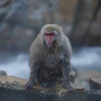 A Japanese macaque (or so-called Snow Monkey) takes a rest on rocks near a hot spring at a valley in Yamanouchi, Nagano Prefecture, on Monday. | REUTERS