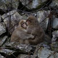 Since temperatures in and around Nagano city often reach below freezing during the winters, the Snow Monkeys have taken advantage of the area\'s prevalent natural hot springs to warm up. | REUTERS
