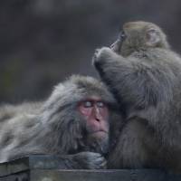The famous monkey park is located in Jigokudani, which has been nicknamed \"Hell Valley\" because of its steep terrain and the rising steam from hot springs. Although the monkeys often look like they\'re in heaven. | REUTERS