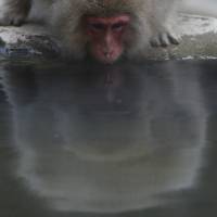 While macaques in places such as Yakushima, Kyoto and Gifu often huddle together to stay warm during cold weather, Yamanouchi\'s seek out hot springs, including the man-made ones in the Jigokudani Monkey Park. | REUTERS