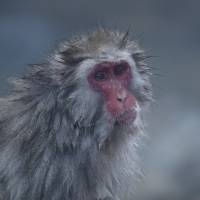 These macaques have become synonymous with the country, and they are even called \"nihonzaru\" (Japan monkey) in Japanese. | REUTERS