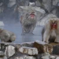 Monkey maniacs can check out the Japanese macaques online by visiting Google Maps (https://goo.gl/maps/ZR3fBKdL4AP2) or watching a live feed (http://www.jigokudani-yaenkoen.co.jp/livecam/monkey/index.htm). | REUTERS