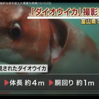A screenshot of a video taken by Akinobu Kimura, owner of Diving Shop Kaiyu, shows a giant squid swimming in the waters off Toyama Prefecture, Japan. | ANN / DIVING SHOP KAIYU