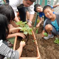 Dirty hands: Students at an elementary school in Tokyo\'s Sumida Ward plant balsam pear seeds in the school\'s garden. Planting fruit and vegetables is a common activity at many schools in Japan. | YOSHIAKI MIURA