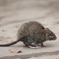 Black rat | ISTOCK