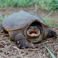 Common snapping turtle | COURTESY OF KOICHI GOKA