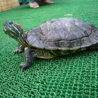 Red-eared slider turtle | COURTESY OF KOICHI GOKA