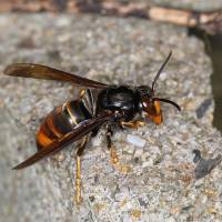 Asian giant hornet | COURTESY OF KOICHI GOKA