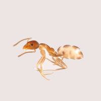 Argentine ant | COURTESY OF KOICHI GOKA