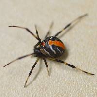 Redback spider | COURTESY OF KOICHI GOKA