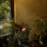 Plants thrive in the steam of Kenji Hiromoto’s kimono cleaning store. | KIT NAGAMURA
