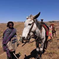 Tough as nails: Abyssinian horses are able to endure the high altitudes and hot daytime sun of Simien Mountain National Park in Ethiopia. | KENTARO FUKUCHI