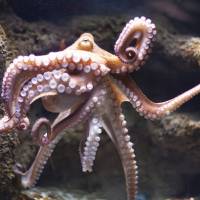 Sucker for attention: Octopuses have the largest brains of all invertebrates relative to their body size. | ISTOCK