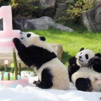 Twin female pandas Tohin (left) and Ohin celebrate their first birthday with a cake made of ice at Adventure World amusement park in Wakayama Prefecture on Thursday. The twins weighed about 180 grams each when they were born on Dec. 2 last year at the zoo, but they have now grown to about 30 kg. | KII MINPO / KYODO