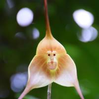 Dracula gigas, an orchid that resembles a monkey\'s face, starts to bloom Wednesday at a botanical garden in Kyoto Prefecture. \"It\'s blooming with good timing, because the Chinese zodiac sign for next year is the monkey,\" a garden staffer said. The flower, which is also called the \"monkey orchid,\" will be in bloom until around Dec. 20. | KYODO