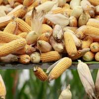 A harvester unloads corn in Hebei province. | REUTERS