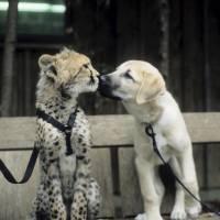 Sarah the cheetah is seen as a cub with her puppy companion, Alexa, at the Cincinnati Zoo in this undated photo. | REUTERS