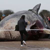 A sperm whale lies on the sand after being washed ashore at Skegness beach in Skegness, England, on Monday. | REUTERS