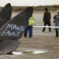 Two sperm whales lie on the sand after being washed ashore at Skegness beach in Skegness, England, on Monday, with \"Mans Fault\" (sic) spray-painted on the tail of one. | REUTERS