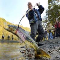 Kazunobu Kawanano catches a salmon using a traditional Ainu tool in a ceremony marking the new salmon season in Biratori, Hokkaido, in October. | KYODO