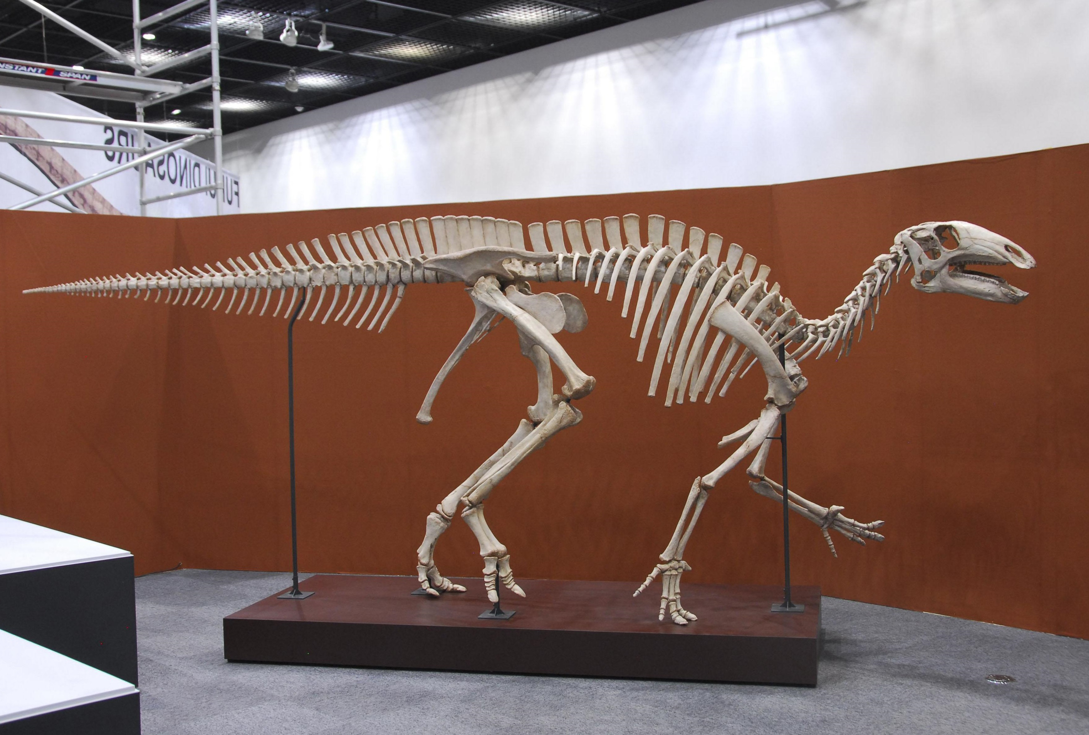 A new species of iguanodon will go on display at a museum in Fukui this month. | FUKUI PREFECTURAL DINOSAUR MUSEUM / KYODO