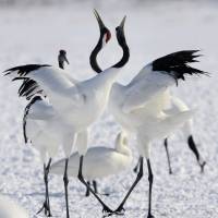 Red-crested white cranes frolic in Hokkaido’s Kushiro wetland, the largest marshland in the nation, near the port city on Jan. 23. | KYODO