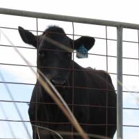 Extremely brilliant: Considered holy by Hindus but consumed by almost everybody else, cows are believed to be among the smartest animals on the planet. | AMY CHAVEZ