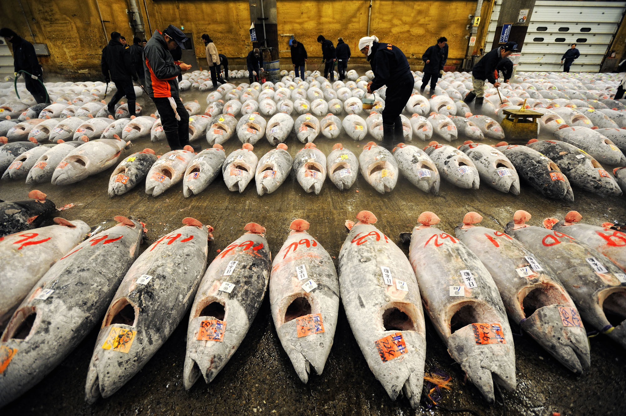 Промыслы японии. Рыболовство в Японии. Промысел рыбы. Улов рыбы в Японии. Япония рыбный промысел.