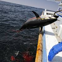 Kanji Nishi pulls aboard a 35-kilogram tuna in the waters off Iki Island, Nagasaki Prefecture. | ROB GILHOOLY