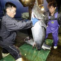Fishermen unload a 100-kilogram Pacific bluefun tuna from a boat at Oma Port, Aomori Prefecture, in September 2008. | ROB GILHOOLY