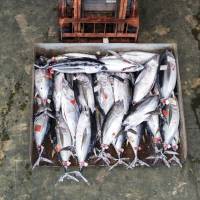 Tuna is transported across the fish auction market at Nachi-Katsuura, Wakayama Prefecture, in September 2015.  | ROB GILHOOLY