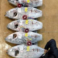 A man inspects tuna before an auction at Misaki Port, Kanagawa Prefecture in March 2009. | ROB GILHOOLY