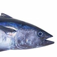 Can farmed tuna save the bluefin from extinction?