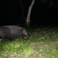 Creatures of the night: Wild boar are mainly nocturnal animals. | KENJI MINAMI